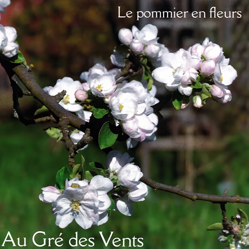 Au Gré des Vents - Le pommier en fleurs
