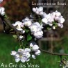 Au Gré des Vents - Le pommier en fleurs